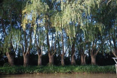 The Delta