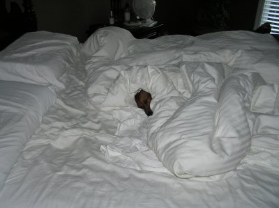 POOCHY GETS TO SLEEP IN WHILE EVERYONE ELSE HAS TO GO TO WORK.