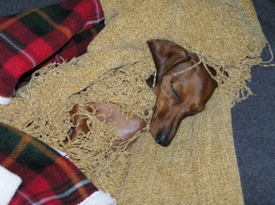 SLEEPY POOCHY