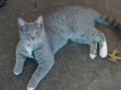 I look relaxed, but I will bite you if you pet me wrong....