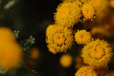 DSC_0446.JPG