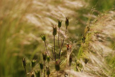 DSC_0457.JPG