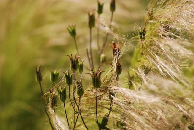 DSC_0458.JPG