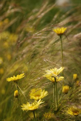 DSC_0460.JPG