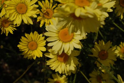 DSC_0478.JPG