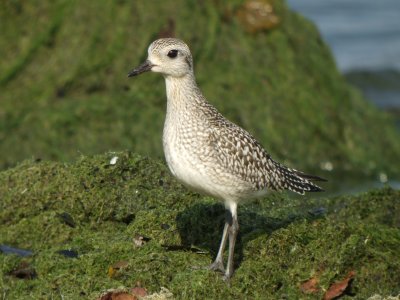 Black-bellied Plover (juvenile )