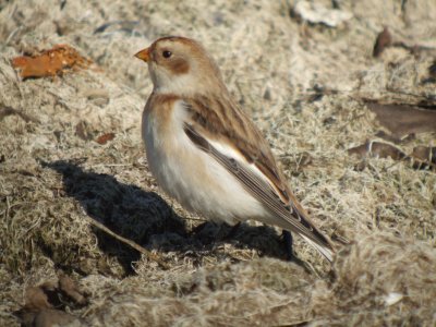 Snow Bunting