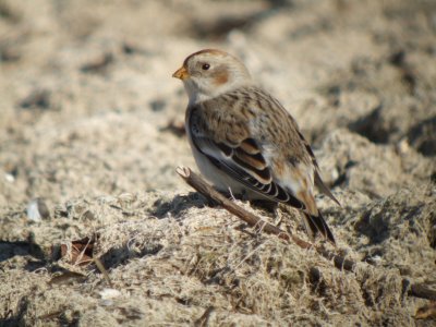 Snow Bunting