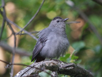 Gray Catbird