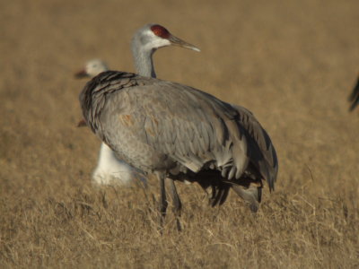 Sandhill Crane  (lesser northern )