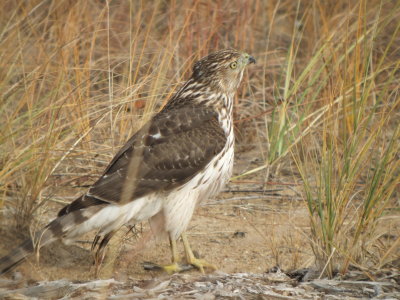 Coopers Hawk ( juvenile )