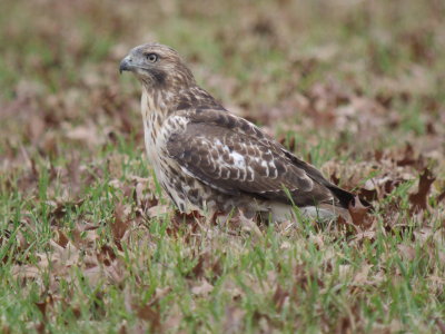 Red-tailed Hawk