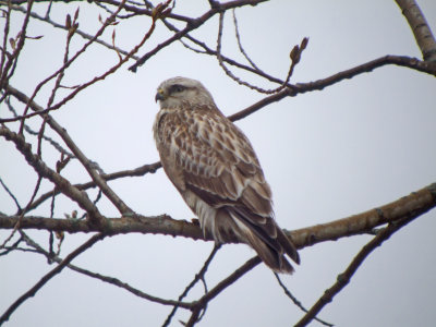 Rough-legged Hawk (female )