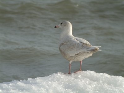 Glaucous Gull (juvenile )