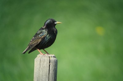 Starling (Stare)