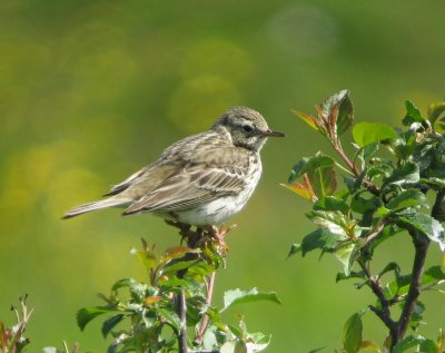 Meadow Pipit  (ngspiplrka)