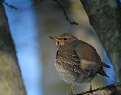  Black-throated Thrush (Svarthalsad trast)