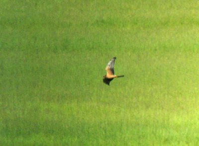 Pallid Harrier (Stäpphök)
