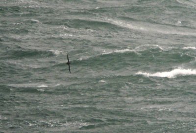 Sooty Shearwater (Grålira)