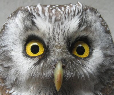 Tengmalm`s Owl (Prluggla)