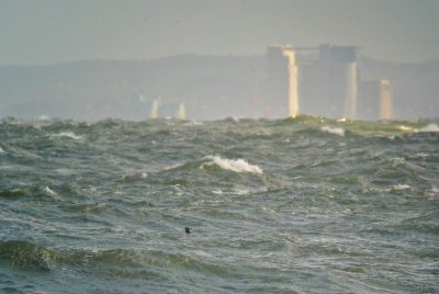 Leach`s Petrel  (Klykstjrtad stormsvala)