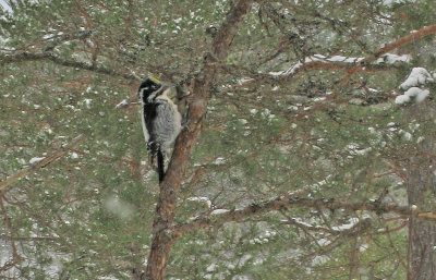 Three-toed Woodpecker (Tretig hackspett)