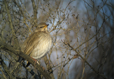 Black-throated Thrush (Svarthalsad trast)