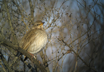  Black-throated Thrush (Svarthalsad trast)