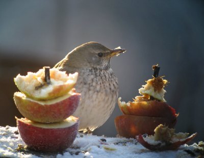 Black-throated Thrush (Svarthalsad trast)