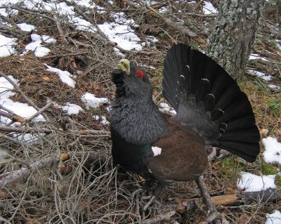Capercaillie (Tjder)