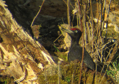 Black Woodpecker  (Spillkrka)
