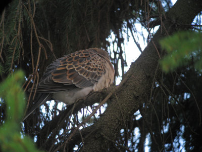 Rufous Turtle Dove (Större turturduva )