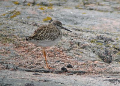 Redshank  (Rdbena)