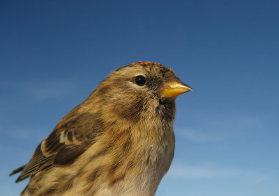 Redpoll (Grsiska)