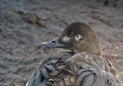 Velvet Scoter  (Svrta)