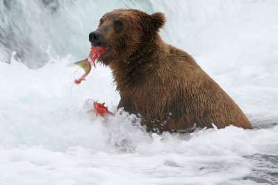 katmai_bears