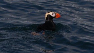 seward_kenai_fiord