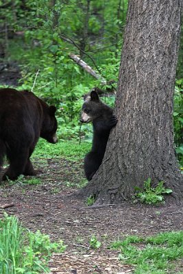bears_june2008