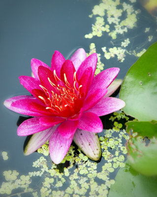 Water Lily - July 2008