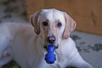 IMG_4202bud.jpg