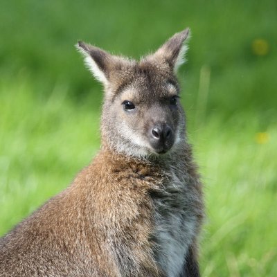 Wallaby