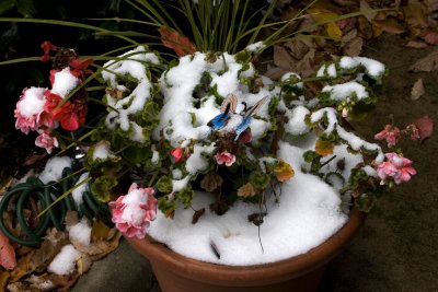 First Snow '08