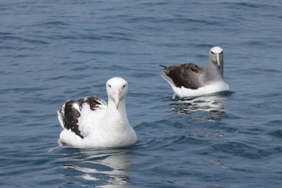 NZ Birds
