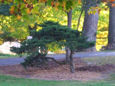 October Bradley Park.jpg