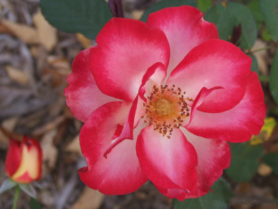October Rose 1.jpg