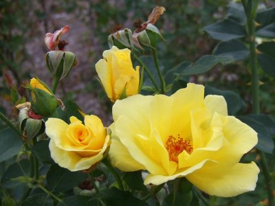 Yellow Roses.jpg