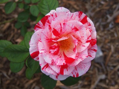 Varigated Rose 2.jpg