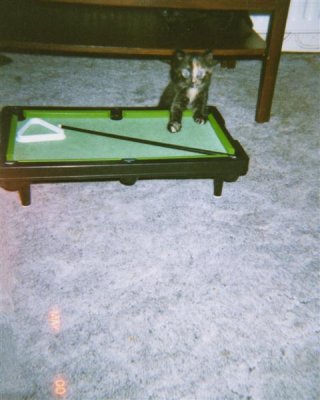002 Molly on snooker table May 2000