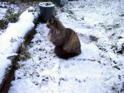 019 Molly surveying the snow4 26 Dec 2001