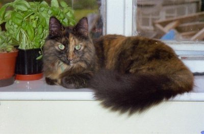 043 Molly is grateful that at least there is still one windowsill left - Summer 2002